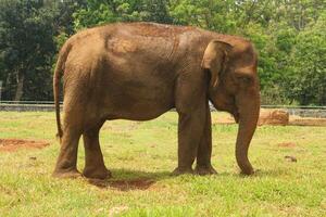 An elephant standing in a field with a fence behind it photo