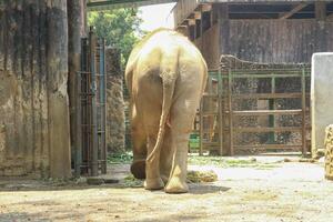 A large elephant walking in a pen photo
