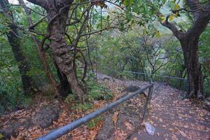 A path leading to a forested area with trees photo
