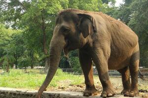 An elephant standing on a concrete wall photo