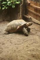 A turtle is walking on the ground photo