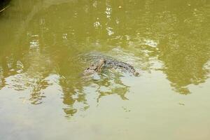A large alligator swimming in the water photo
