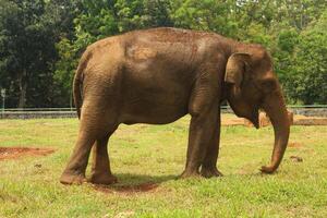 An elephant standing in a field with trees in the background photo
