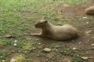 A capybara is sitting on the ground photo