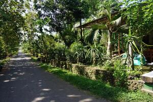 A paved road lined with trees and plants photo