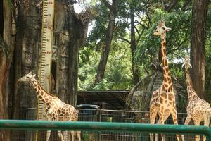 Three giraffes in a zoo enclosure photo