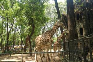 Two giraffes are standing in a zoo enclosure photo