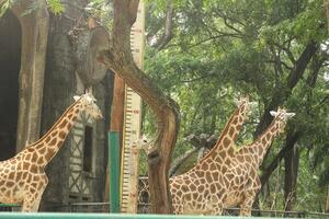 A group of giraffes standing in a zoo enclosure photo