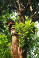 A large tree with a monkey hanging from it photo