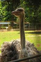 A large bird with a long neck and beak photo
