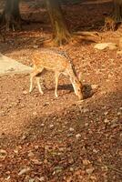 A deer is eating in a forest photo