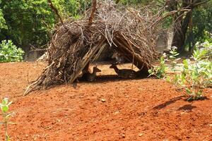A small hut made of sticks and branches photo