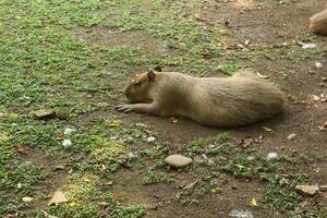 A capybara is resting on the ground photo