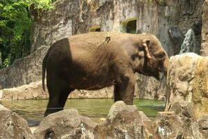 An elephant standing in a zoo enclosure photo
