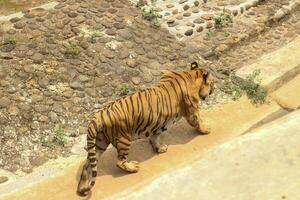 A tiger walking on a path next to a wall photo