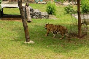 A tiger walking in a zoo enclosure photo