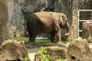 A large elephant standing in a zoo enclosure photo