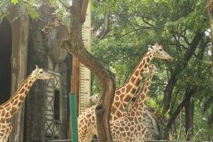 Three giraffes standing next to a tree photo