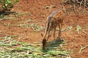 A deer eating grass in a field photo
