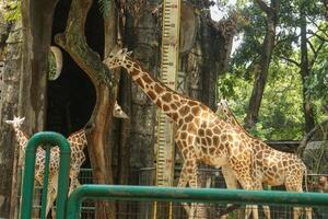 A group of giraffes in a zoo photo