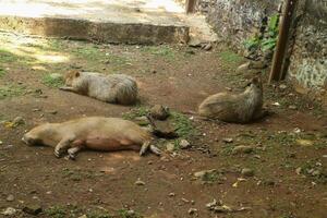 A group of animals laying on the ground photo