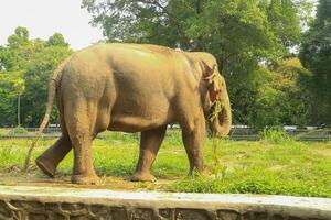 An elephant standing in a field with a tree in the background photo