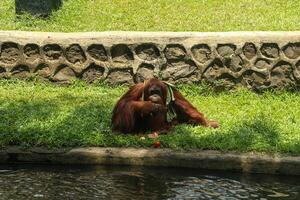 A large orangutan sitting on the grass photo