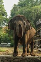 A small elephant standing on a stone wall photo