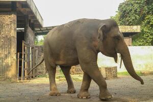 An elephant walking in a zoo photo