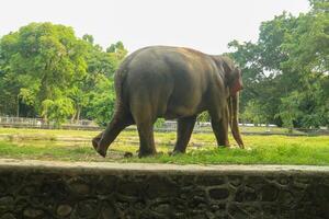 An elephant walking in a field with a fence photo