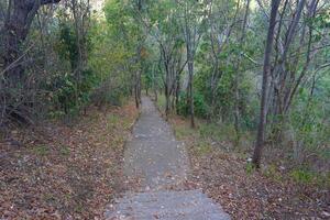 A path in the woods photo