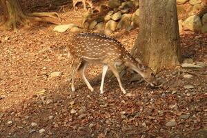 A deer eating leaves in a forest photo