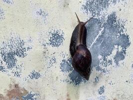 a snail crawls on the wall. photo