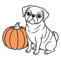A pug dog sitting next to pumpkins on an orange background vector