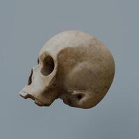 3d Render of skull head photo