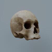 A skull is shown in a 3d model photo