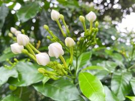 Flowers and leafs photo