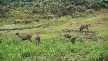 Group of deer standing on field. photo