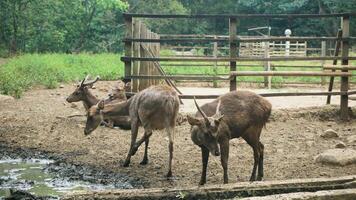 Herd of deer in a zoo with muddy ground and wooden cage. photo