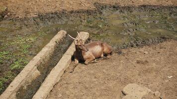 A deer lies on the muddy ground at the zoo. photo