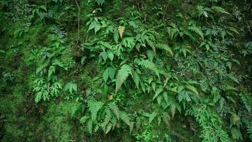 Green ferns in the rainforest of Indonesia. photo