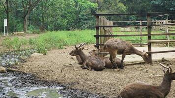 Herd of deer in a zoo with muddy ground and wooden cage. photo