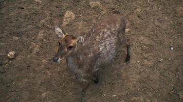 Sika deer in the zoo with ground floor. photo