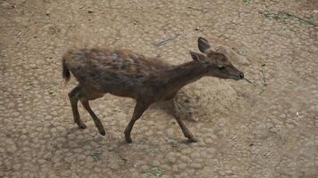 deer walking in the zoo. photo