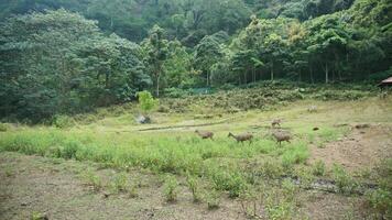 A herd of wild red deer in the distance eating grass with a forest background photo