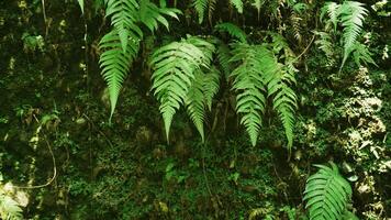 Green ferns in the rainfores. Nature background. photo
