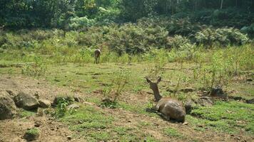 Deer life in the wild. photo