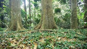 Tropical forest with tree and green leaves on the ground covered with fallen autumn. photo