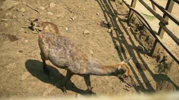 Deer in the zoo. The deer is in the zoo with wooden cage. photo