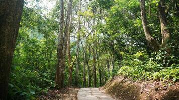 Trail in the rain forest of Taman Hutan Raya Bandung. Nature walkway. photo